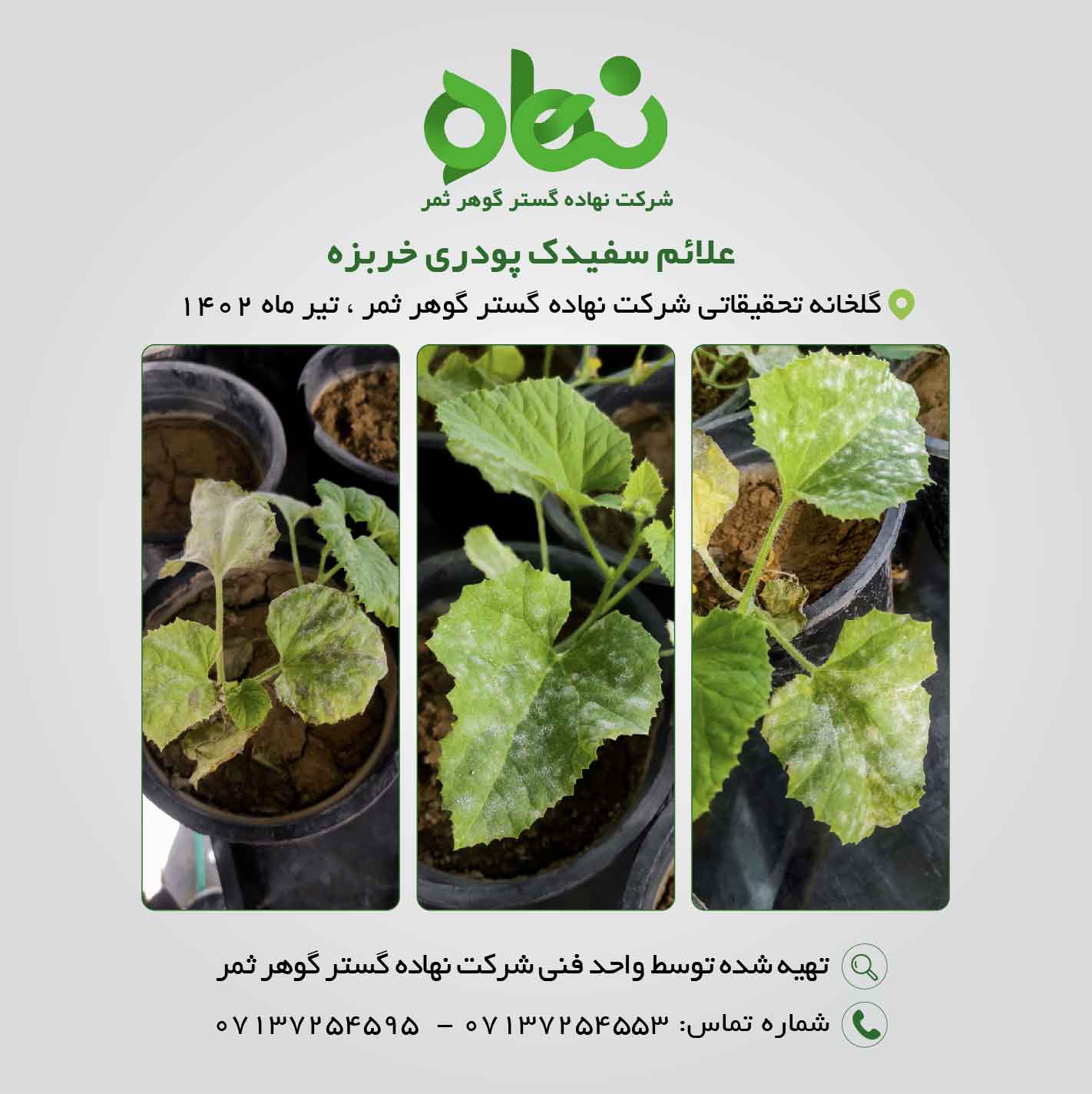 علائم سفیدک پودری خربزه